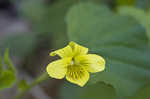 Downy yellow violet